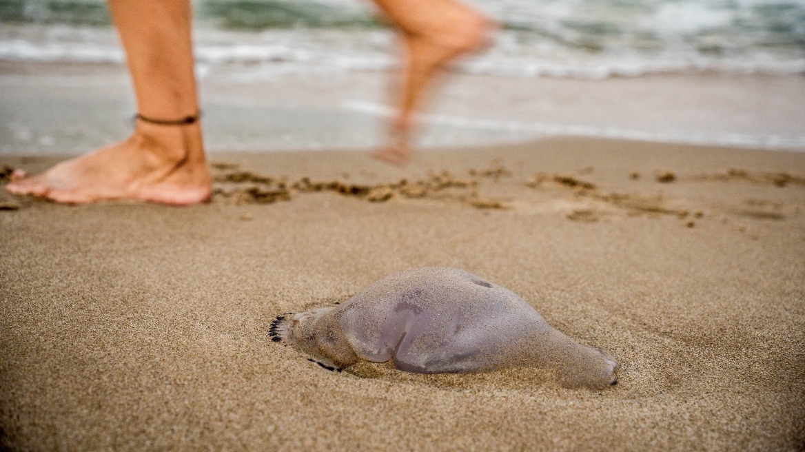 Ασπίδα κατά των μεδουσών σε παραλίες της Εύβοιας: Πού τοποθετούνται τα πρώτα δίχτυα προστασίας
