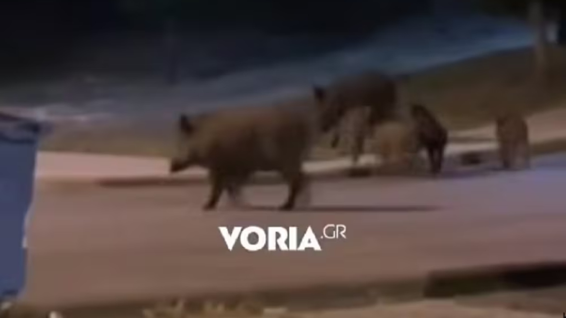 Αγριογούρουνα κάνουν «βόλτα» δίπλα από πάρκο στη Θεσσαλονίκη, δείτε βίντεο
