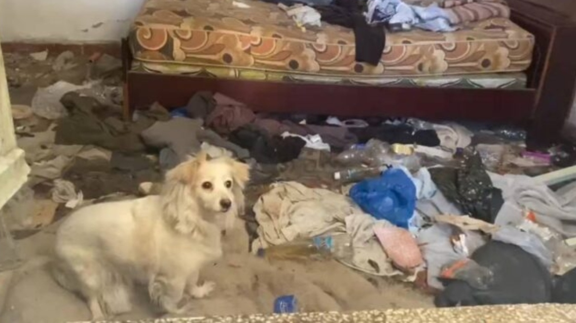Σκυλάκι ζούσε εγκλωβισμένο σε σπίτι γεμάτο σκουπίδια στον Βόλο, διασώθηκε μετά από καταγγελίες φιλόζωων