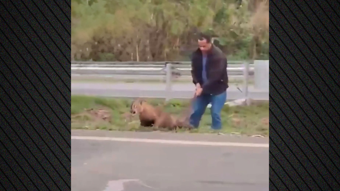 Απίθανο βίντεο: Οδηγός στη Βραζιλία σέρνει... από την ουρά πούμα που διέκοψε την κυκλοφορία!