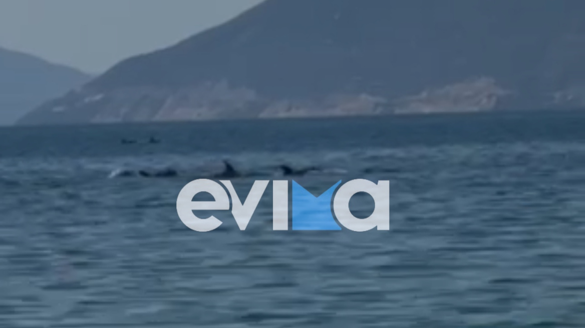 Εντυπωσιακό βίντεο από την Εύβοια με κοπάδι δελφινιών δίπλα σε λουόμενους
