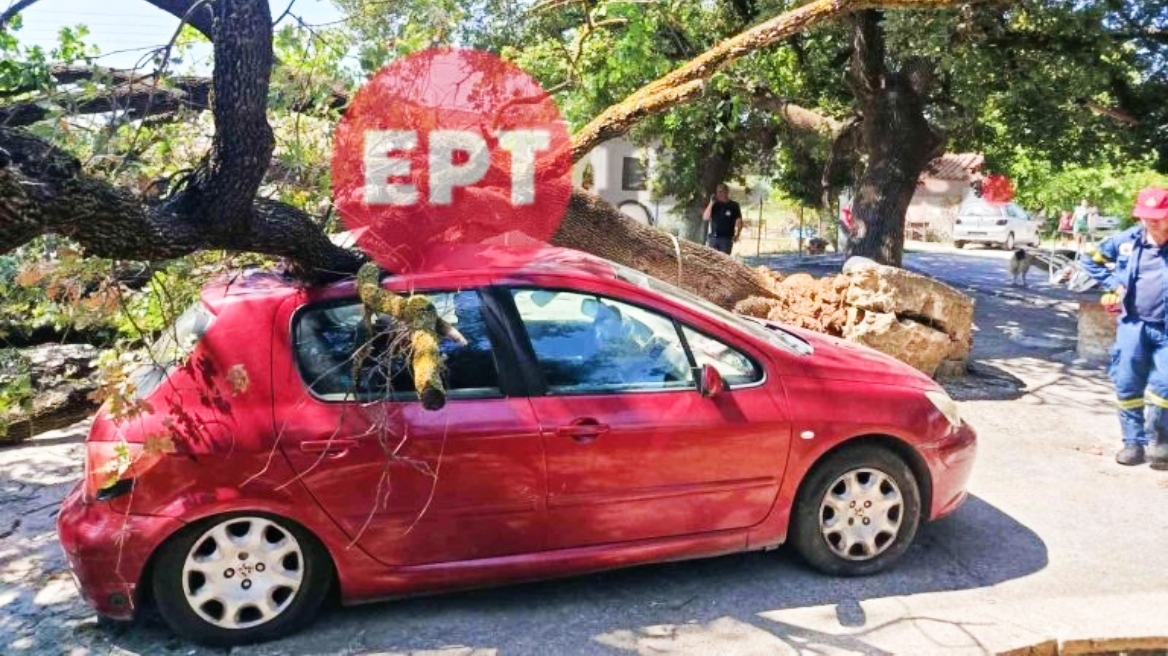 Πύργος: Βελανιδιά καταπλάκωσε αυτοκίνητο σε αυλή σπιτιού, από καθαρή τύχη δεν υπήρξαν τραυματισμοί