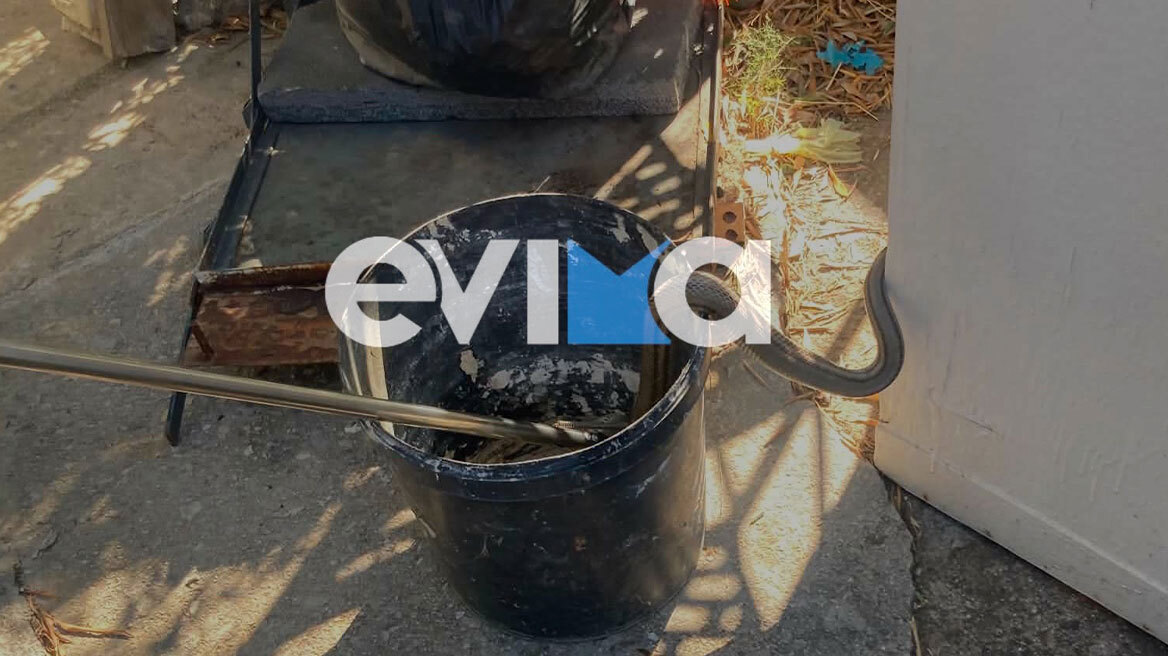 Φίδι δύο μέτρων εισέβαλε σε αποθήκη κατοικίας στην Εύβοια