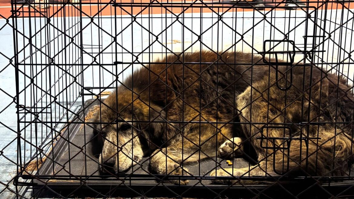 Εθελοντές μπαίνουν στα μέρη της φωτιάς και διασώζουν ζώα