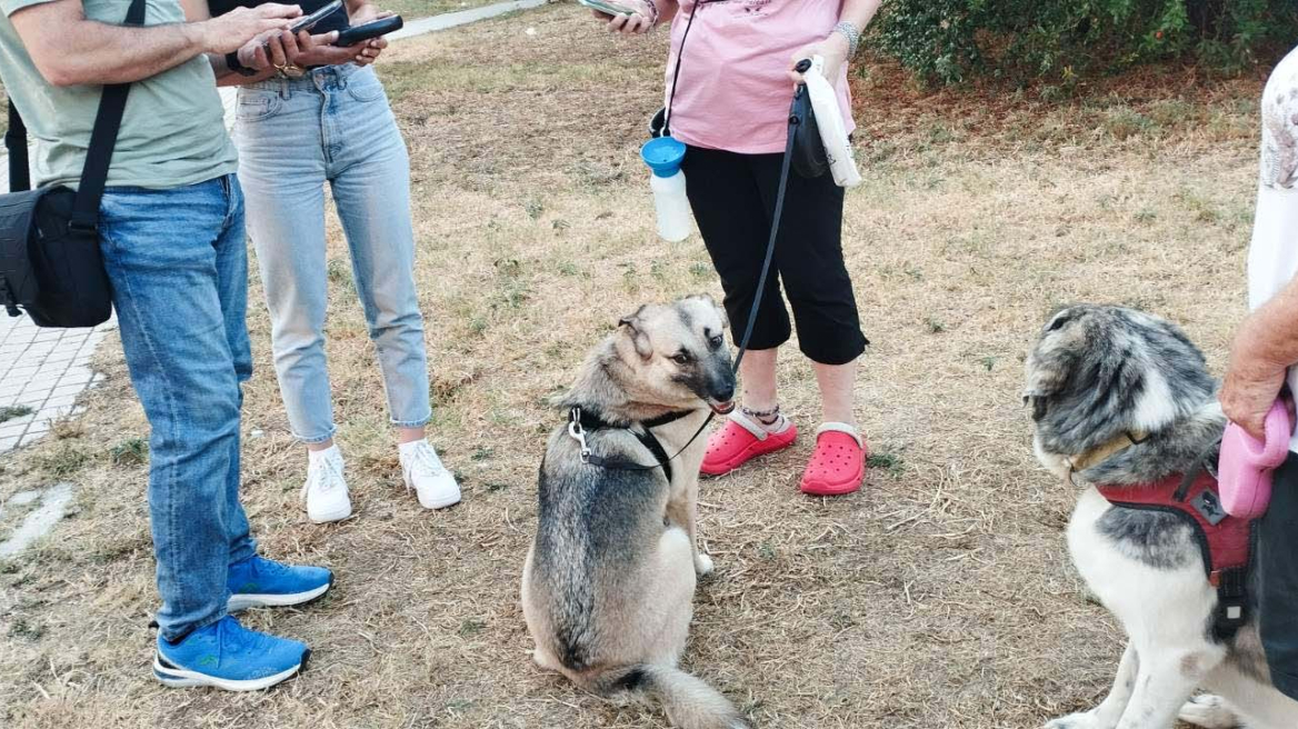 Θεσσαλονίκη: Πρόστιμα για βόλτα χωρίς λουρί και άλλες παραλείψεις σε δεσποζόμενα ζώα από την αστυνομία