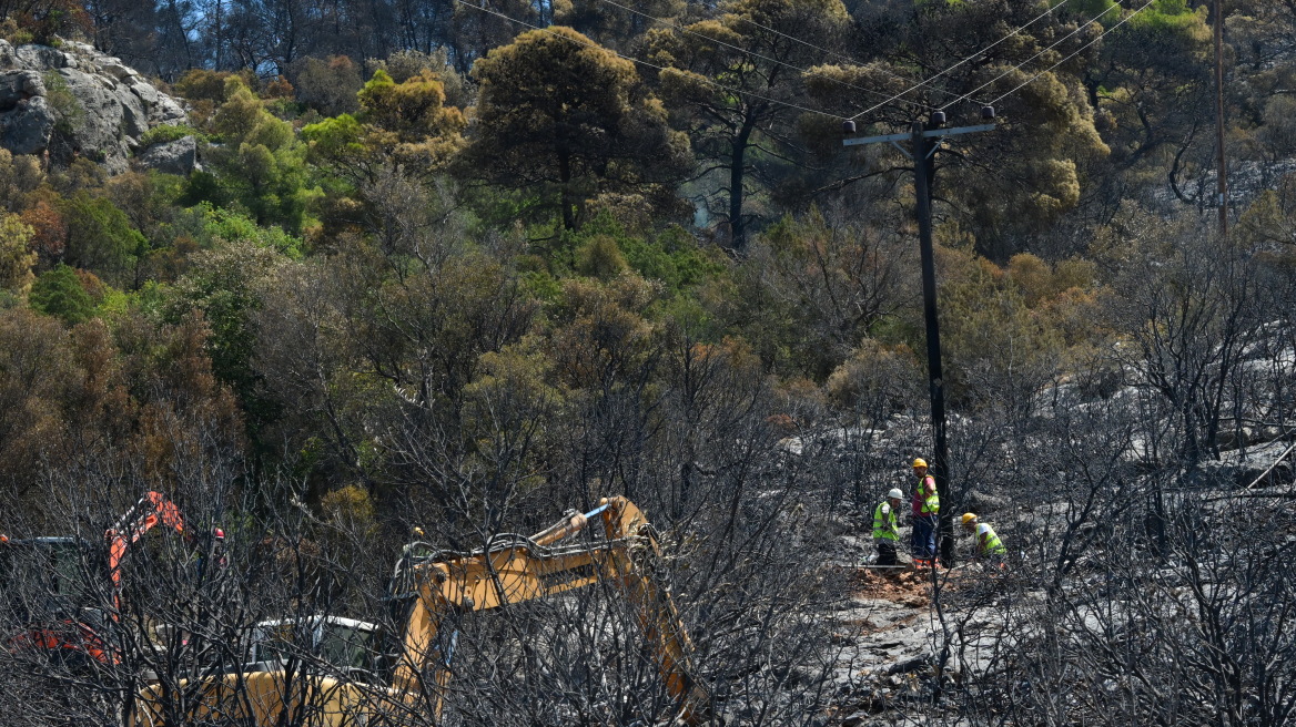Ποια είναι τα δέντρα που μπορούν να γίνουν «ασπίδα» για το σπίτι σας απέναντι στις πυρκαγιές
