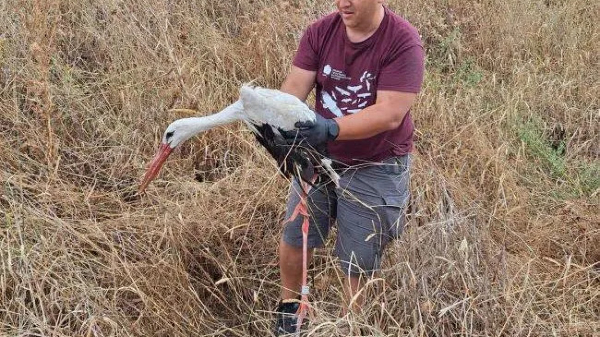 Διάσωση πελαργού που αιμορραγούσε στον Έβρο – Πώς κατάλαβαν οι εθελοντές ότι προέρχεται από την Πολωνία