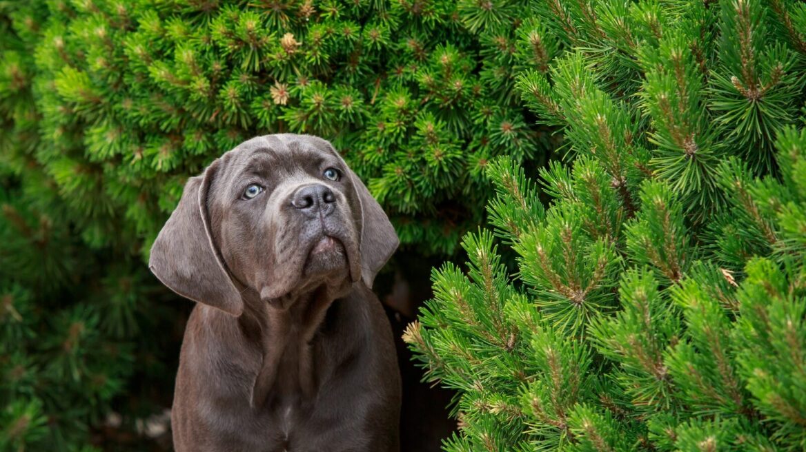 Τι δεν γνωρίζουμε για τους σκύλους Cane Corso - Η σχέση τους με την Ελλάδα