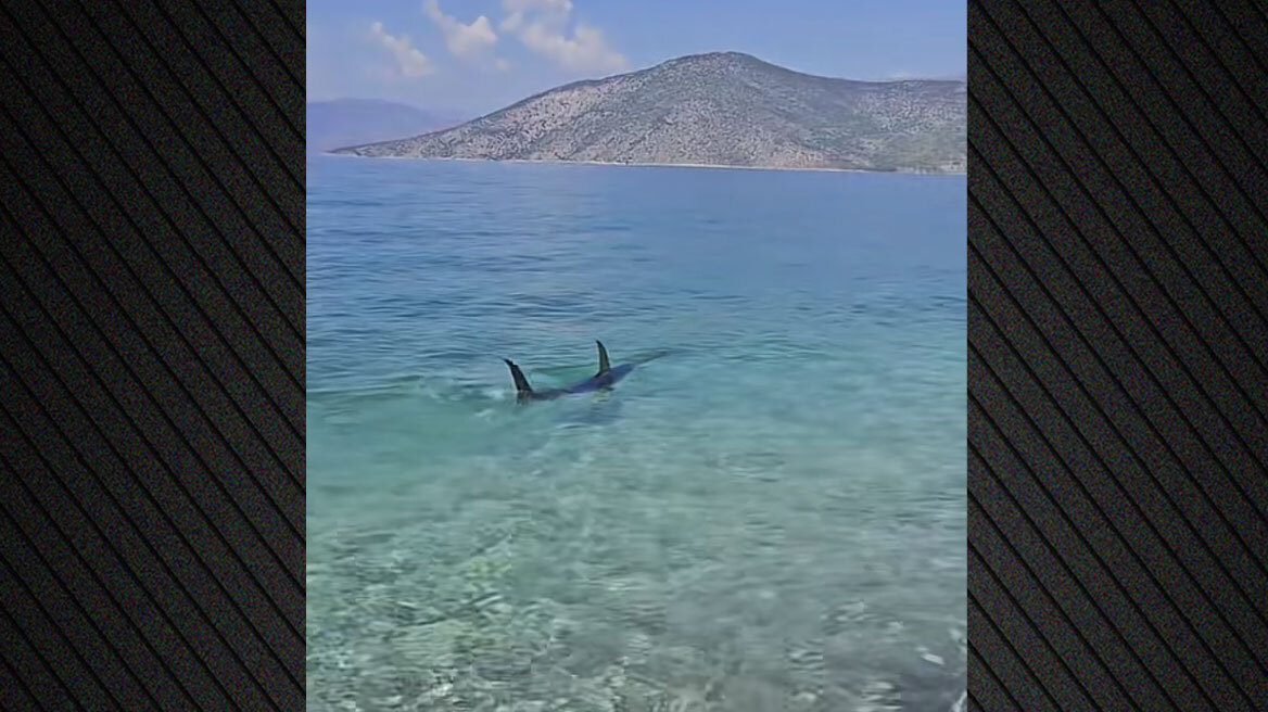 Τεράστιο ψάρι εμφανίστηκε στα ρηχά παραλίας στην Ψάθα, δείτε βίντεο