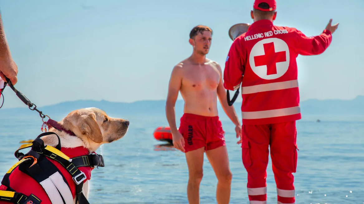 Η Ήρα είναι ο πρώτος σκύλος υγρού στοιχείου του Ελληνικού Ερυθρού Σταυρού που σώζει ζωές σε νερό και χαλάσματα