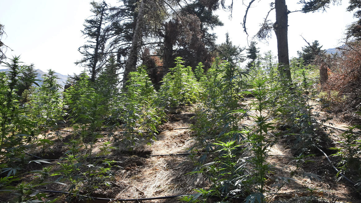 Τεράστια φυτεία με 2.189 δενδρύλλια κάνναβης εντοπίστηκε στην Κορινθία, στα 3,3 εκατ. ευρώ το εκτιμώμενο κέρδος
