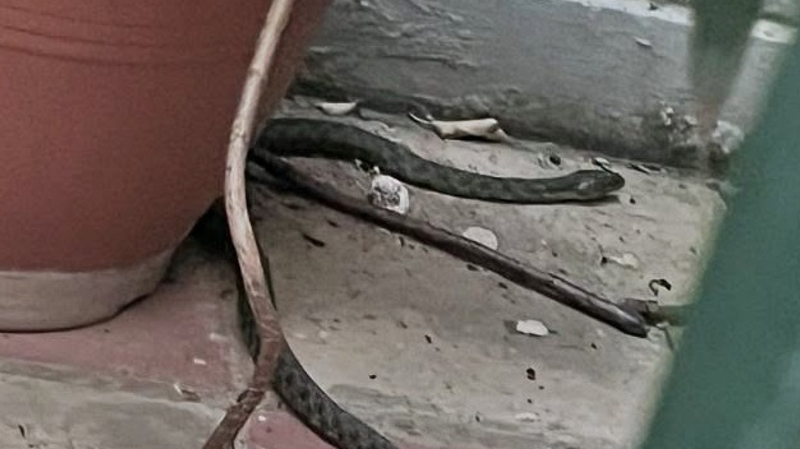 Φίδι έκανε... βόλτες ανάμεσα σε γλάστρες στα Εξάρχεια, δείτε φωτογραφίες