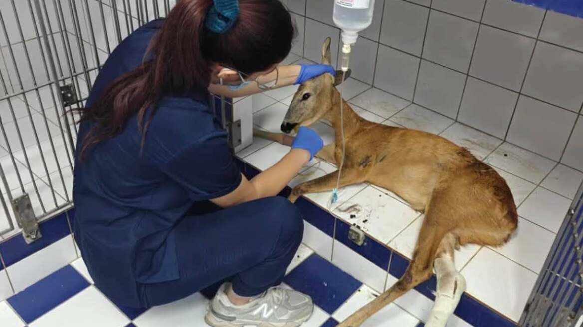 Μωρό ζαρκάδι χτυπήθηκε από αυτοκίνητο στη Λάρισα και διασώθηκε