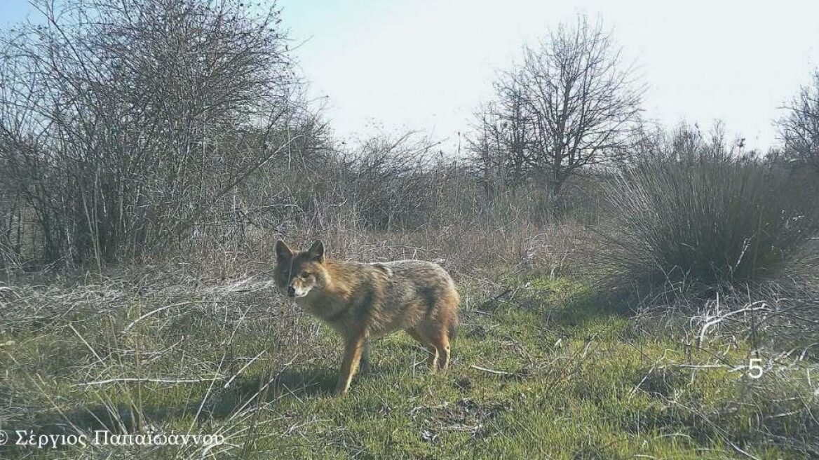 Τσακάλι: Γνωρίζοντας καλύτερα ένα παρεξηγημένο ζώο της ελληνικής φύσης