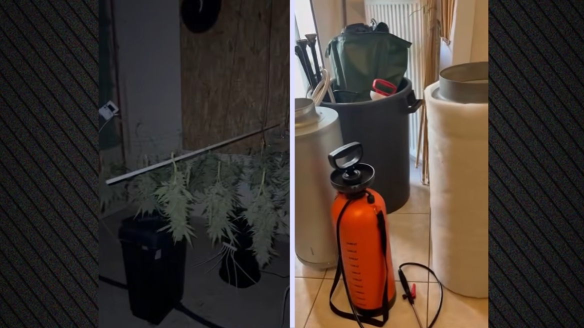 Εργαστήριο καλλιέργειας κάνναβης εντοπίστηκε σε σπίτι στα Άνω Λιόσια: Συνελήφθη 39χρονος, κατασχέθηκαν σχεδόν 8 κιλά