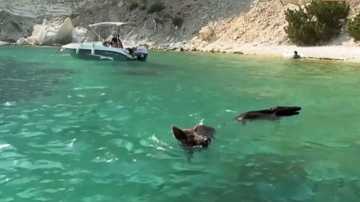 Καταγγελία ότι τραυματίστηκαν αγριόχοιροι από προπέλες σκαφών στον Άτοκο