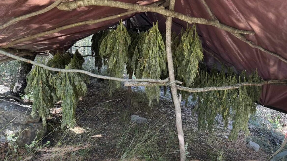Φυτεία με 330 δενδρύλλια κάνναβης εντοπίστηκε στην Αχαΐα, δείτε φωτογραφίες