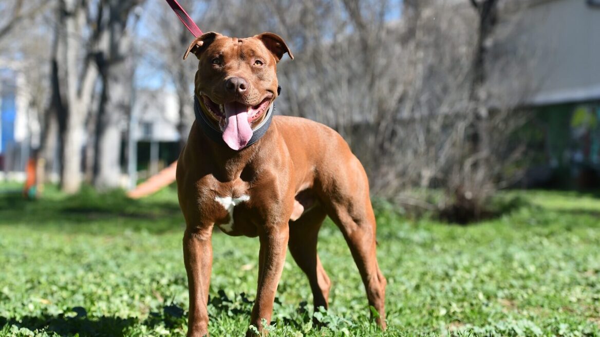 Πόσο καλά ξέρετε τα Pit Bull; Κάντε το κουίζ για να δείτε