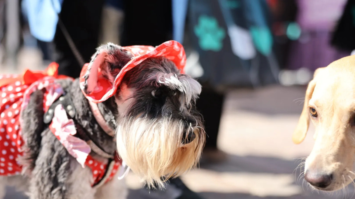 Η Πάτρα γιόρτασε την αγάπη για τα ζώα στο «A Day With My Pet» από το topetmou.gr