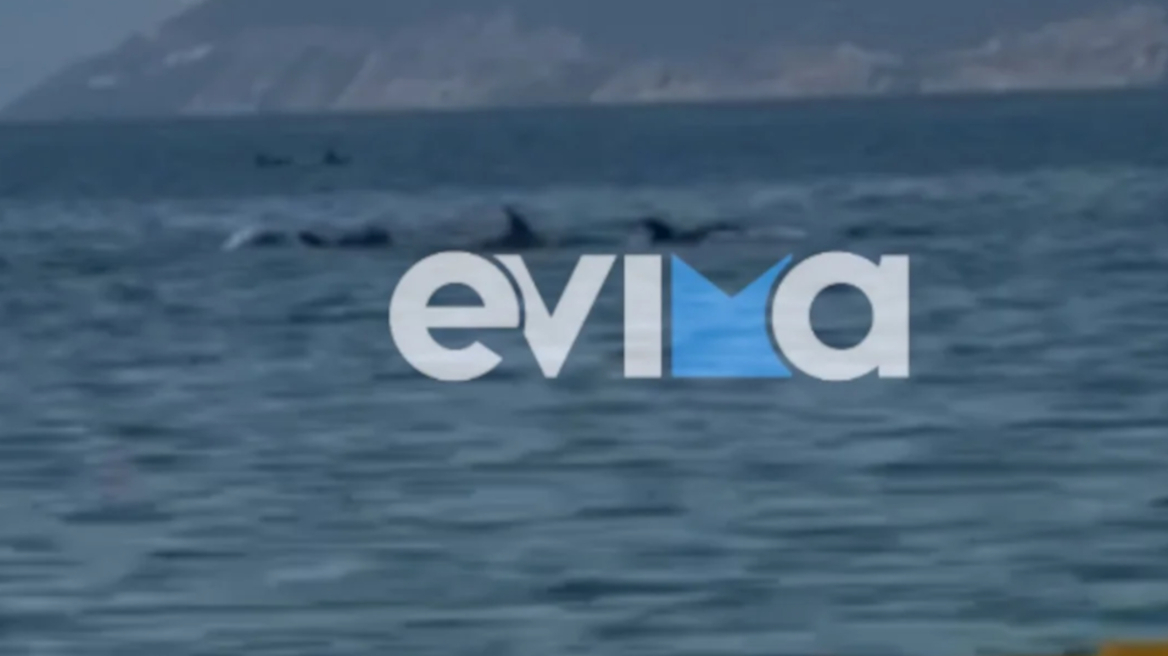 Ξεχωριστό θέαμα στον Ευβοϊκό: Φώκια και 20 δελφίνια έκαναν βόλτα, δείτε βίντεο 
