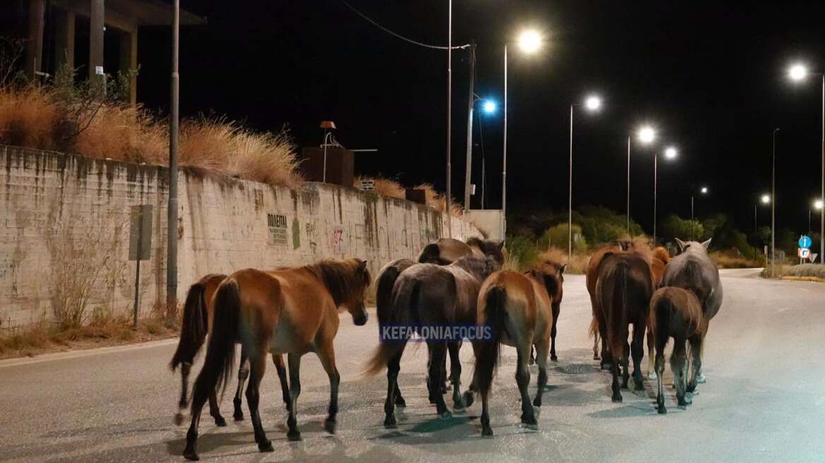 Βίντεο: Άλογα του Αίνου στη μέση του δρόμου στην Κεφαλονιά, κινούνταν ανάμεσα στα αυτοκίνητα    