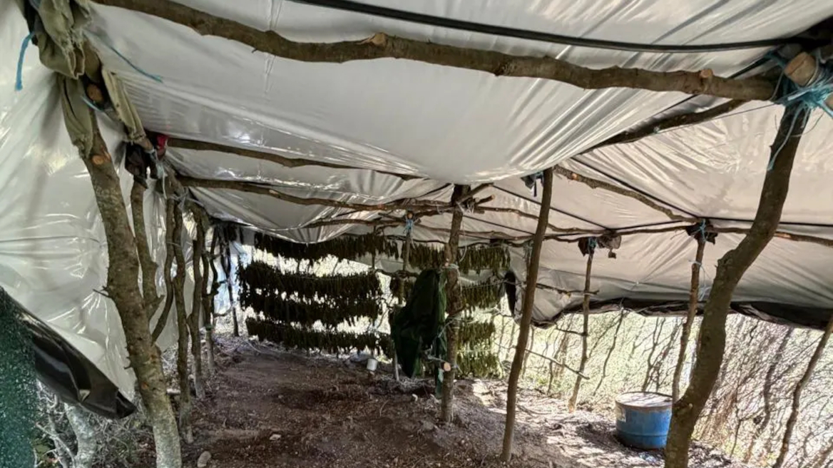 Φυτεία με 812 δενδρύλλια κάνναβης βρέθηκε κρυμμένη μέσα σε δάσος στη Λάρισα, πάνω από 800.000 ευρώ το προσδοκώμενο όφελος