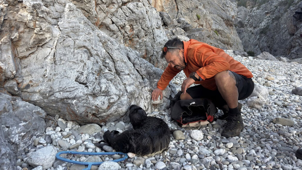 Κουβάλησαν τραυματισμένη φώκια 15 κιλών για να την σώσουν στα Κύθηρα, δείτε βίντεο και φωτογραφίες