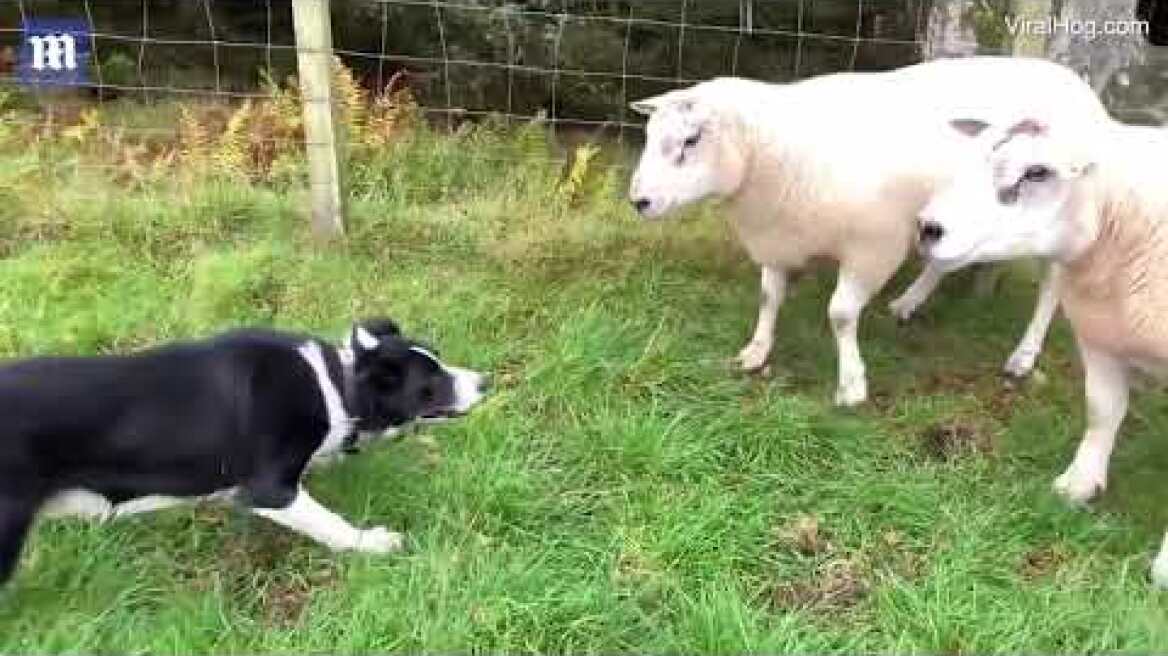 Όταν τo τσοπανόσκυλο δεν τα πάει καλά με τα πρόβατα