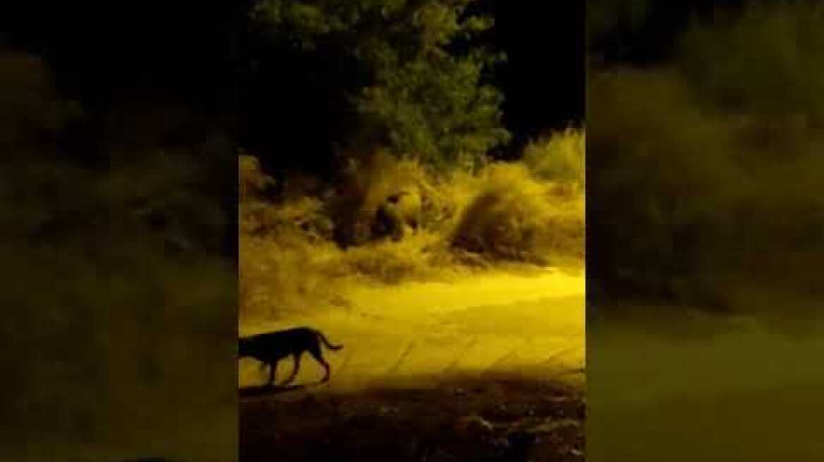 Αγριογούρουνα κάνουν...βόλτες στις γειτονιές της Λαμίας