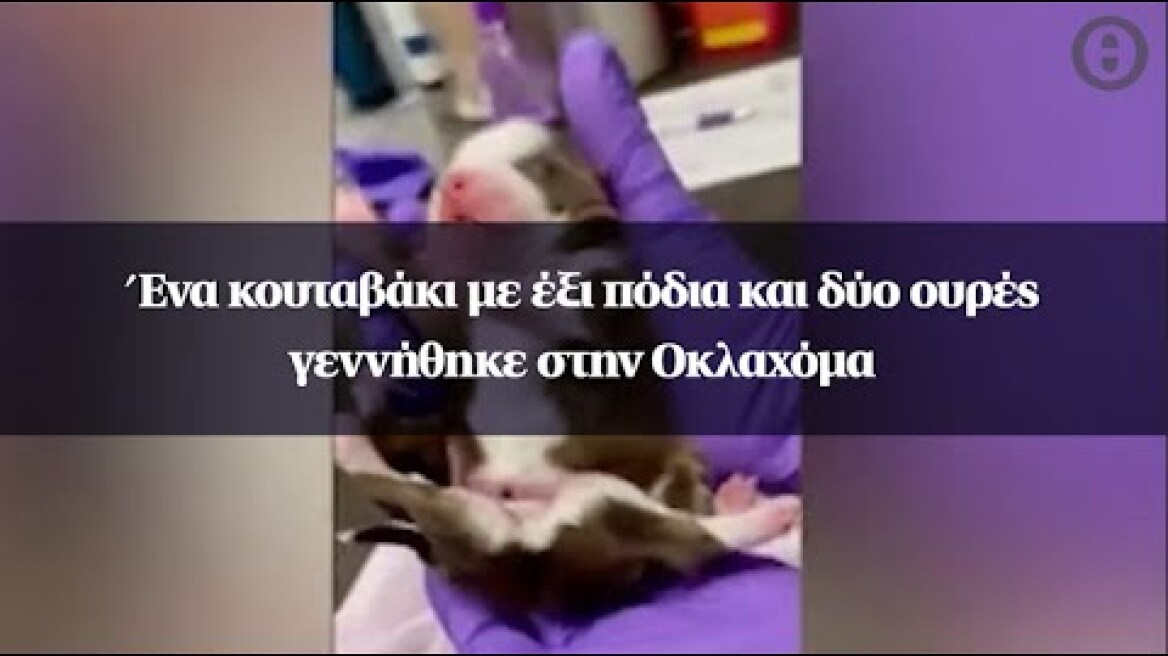 Ένα κουταβάκι με έξι πόδια και δύο ουρές γεννήθηκε στην Οκλαχόμα