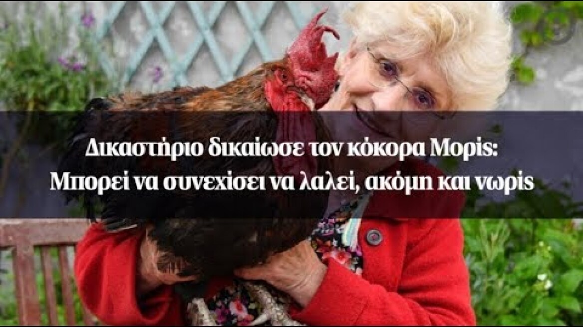 Δικαστήριο δικαίωσε τον κόκορα Μορίς: Μπορεί να συνεχίσει να λαλεί, ακόμη και νωρίς