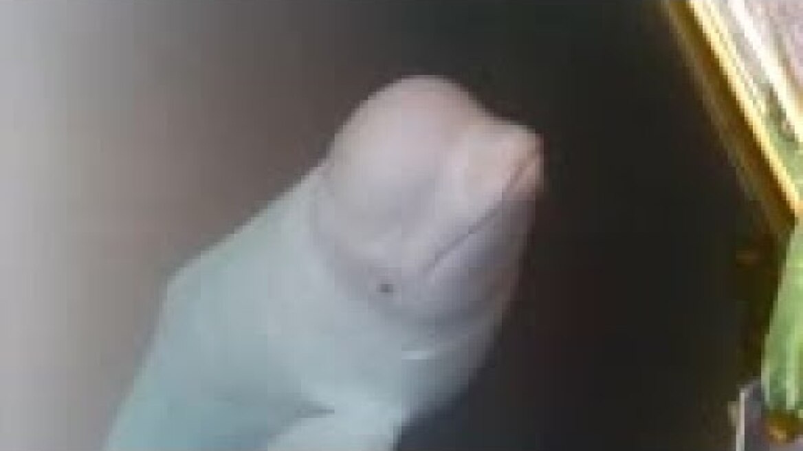 Beluga whale off Norway so tame people can pet it