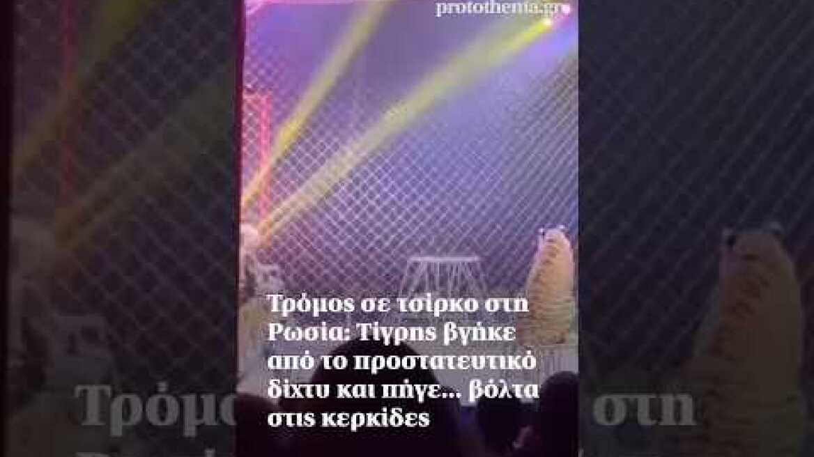 Τρόμος σε τσίρκο στη Ρωσία: Τίγρης βγήκε από το προστατευτικό δίχτυ και πήγε... βόλτα στις κερκίδες