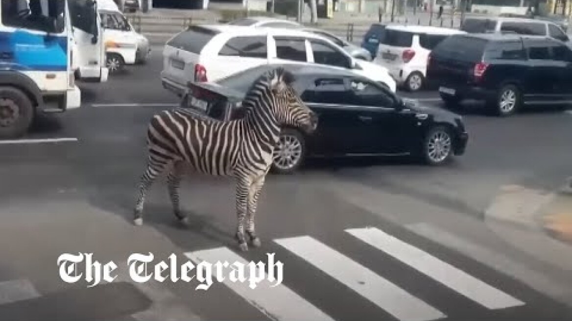 Zebra crossing! Escaped zoo animal roams the streets of Seoul