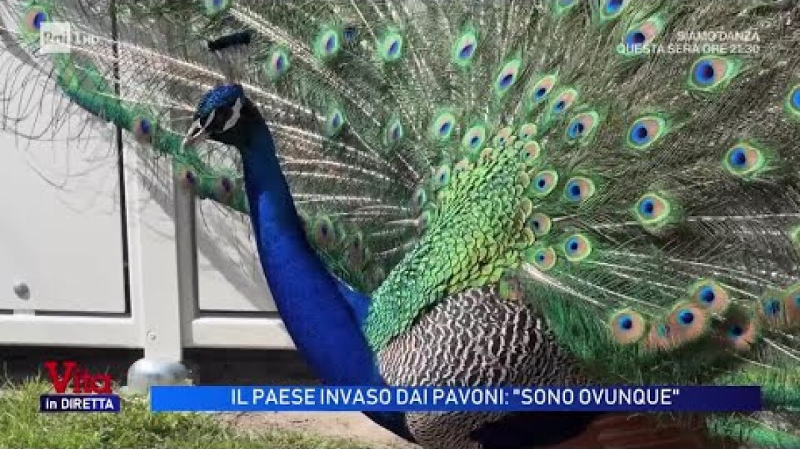 Punta Marina, il paese invaso dai pavoni - Vita in Diretta 29/04/2026