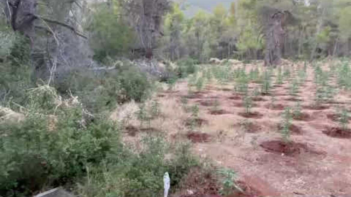Εντοπίσθηκε φυτεία δενδρυλλίων κάνναβης σε δασώδη περιοχή στα Βίλια Αττικής