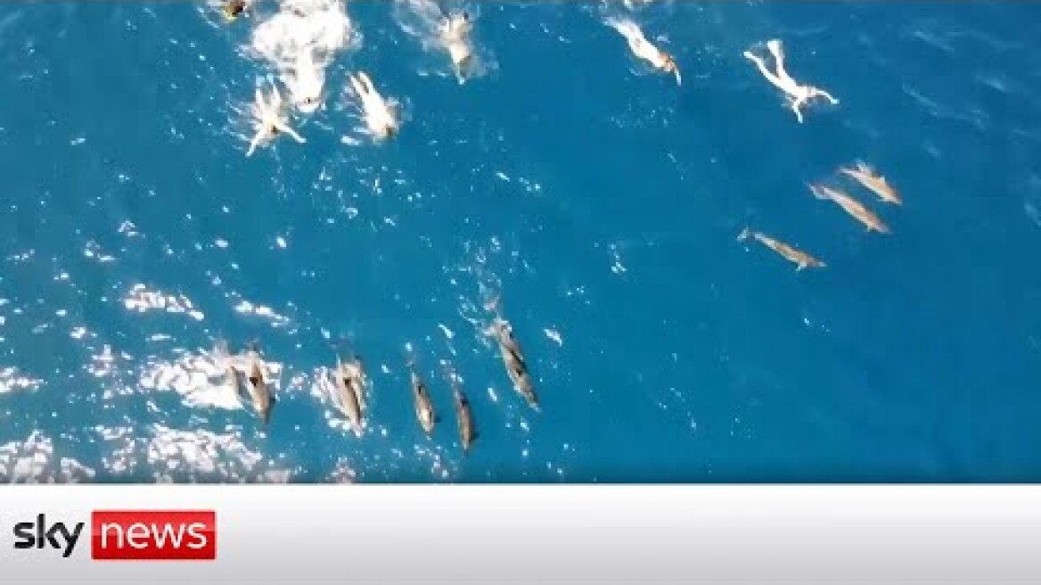 More than 30 swimmers accused of harassing wild dolphins in Hawaii