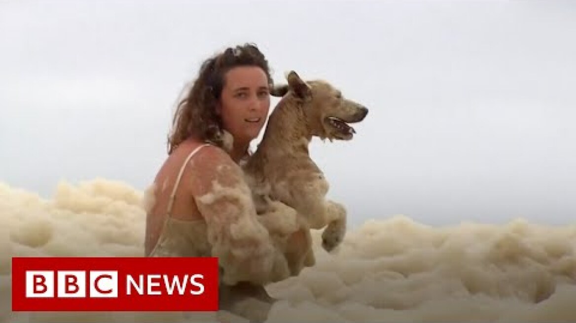 Australia storms: Dog rescued from sea of foam - BBC News