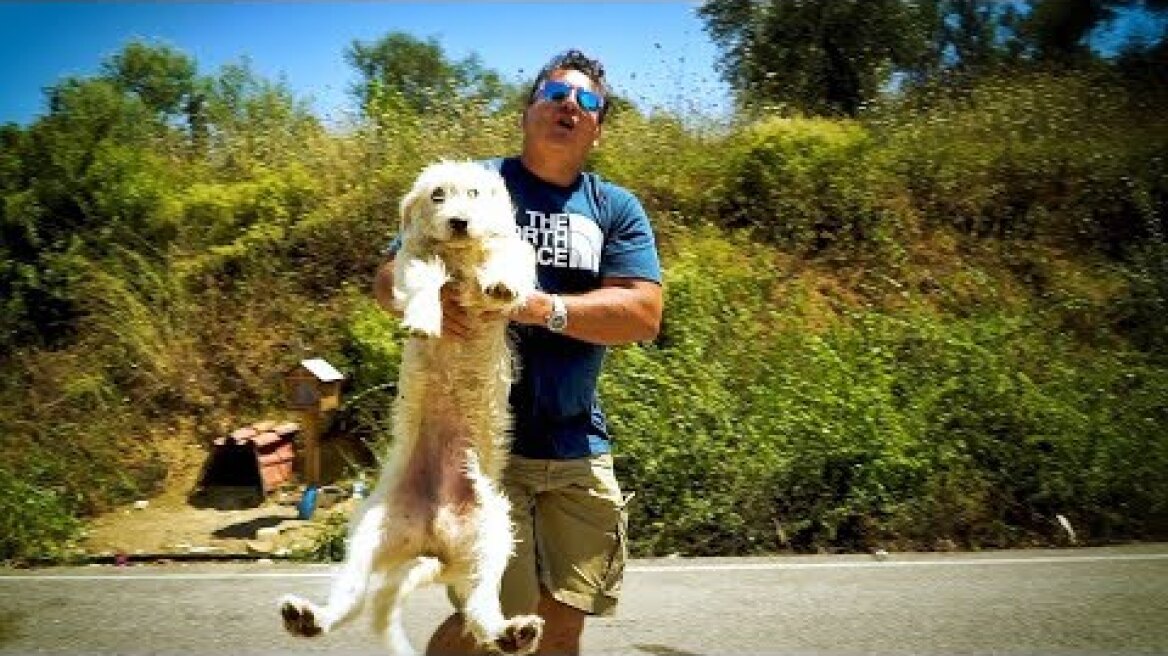 El rescate de "El Hachiko Griego"