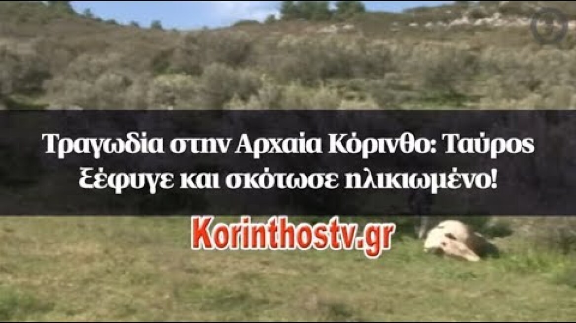 Τραγωδία στην Αρχαία Κόρινθο: Ταύρος ξέφυγε και σκότωσε ηλικιωμένο!