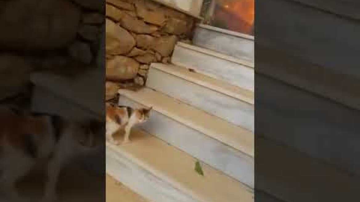 Βίντεο-σοκ από τη φονική φωτιά στο Μάτι