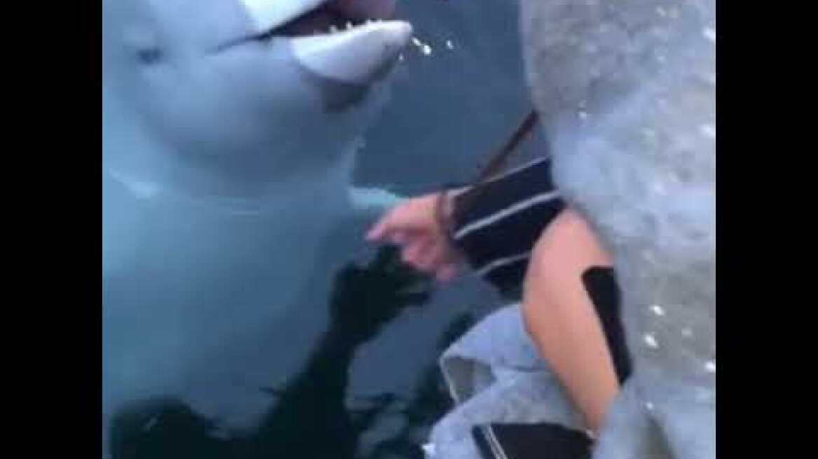 Russian spy! Beluga whale saves iphone from sea