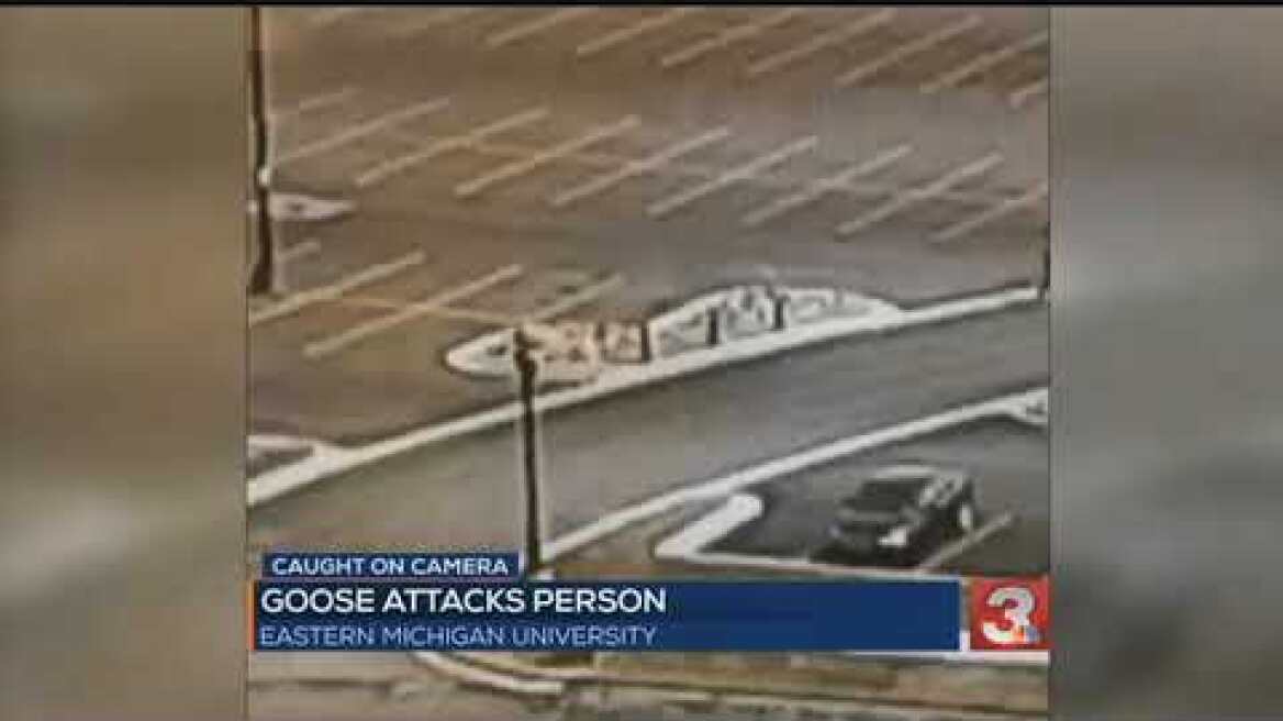 Police: 'Beware of goose!' after campus parking lot attack