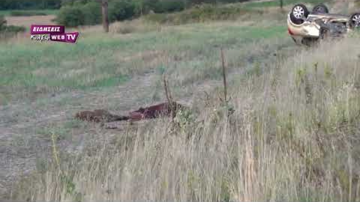 Αγέλη αγριογούρουνων προκαλεί τροχαίο δυστύχημα με 2 νεκρούς πολίτες και 3 τραυματίες αστυνομικούς