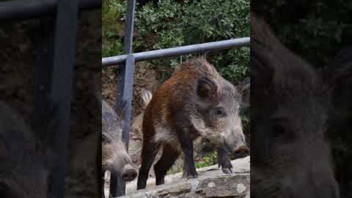 Shakira es atacada por jabalíes #Short