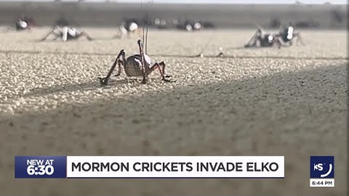 Millions of Mormon crickets invade Elko, NV