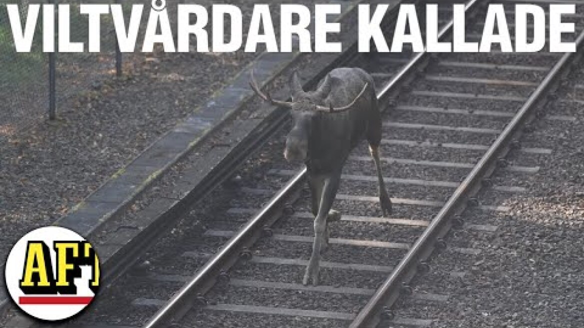 Se älgen vid tunnelbanan – sköts till döds