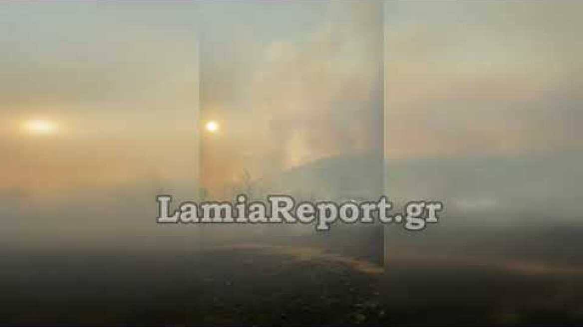 LamiaReport.gr: Πυρκαγιά στο Λογγίτσι Φθιώτιδας