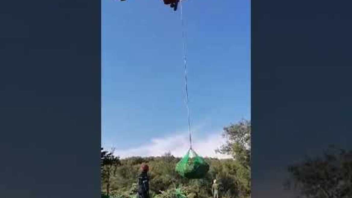 Φυτεία χασίς στην Αρκαδία (1)