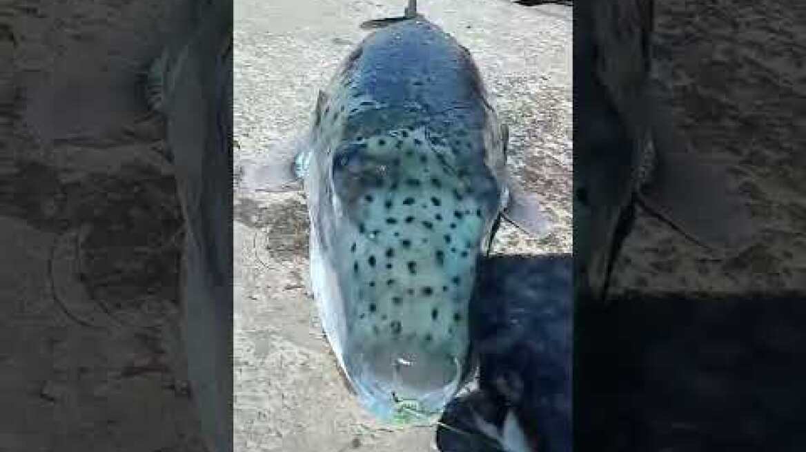 Λαγοκέφαλος "τέρας" ψαρεύτηκε στο λιμάνι της Καλύμνου